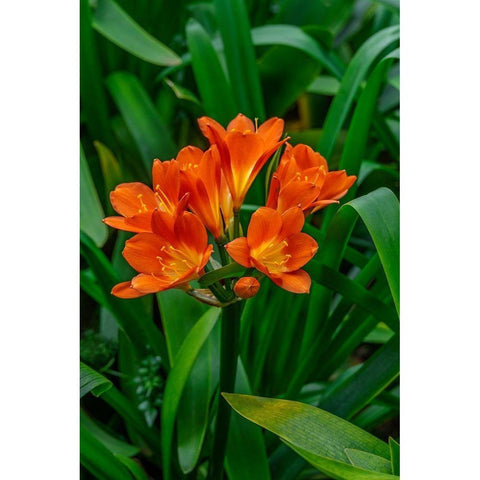 Orange Clivia White Modern Wood Framed Art Print by Engelbrecht, Lisa S.