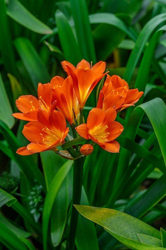 Image Only