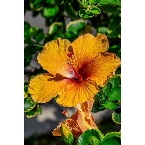 Orange Hibiscus Black Modern Wood Framed Art Print by Engelbrecht, Lisa S.
