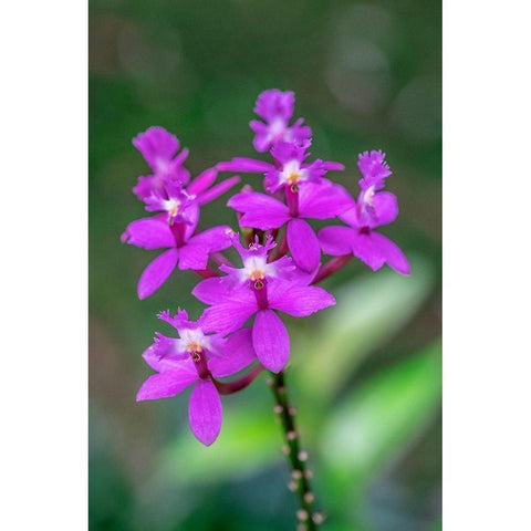 Orchid-Epidendrum Black Modern Wood Framed Art Print with Double Matting by Engelbrecht, Lisa S.