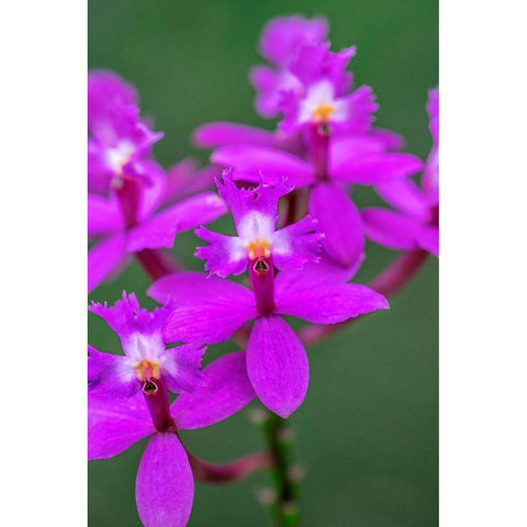 Orchid-Epidendrum Black Modern Wood Framed Art Print by Engelbrecht, Lisa S.