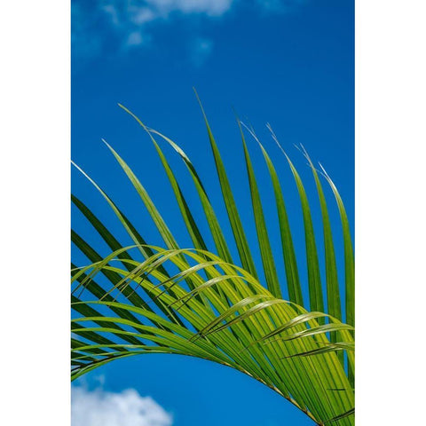Palm frond Black Modern Wood Framed Art Print by Engelbrecht, Lisa S.