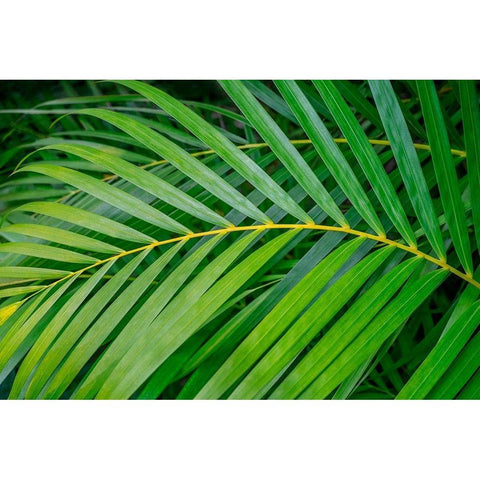 palm frond Gold Ornate Wood Framed Art Print with Double Matting by Engelbrecht, Lisa S.