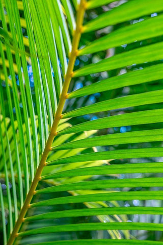 Palm frond Black Ornate Wood Framed Art Print with Double Matting by Engelbrecht, Lisa S.