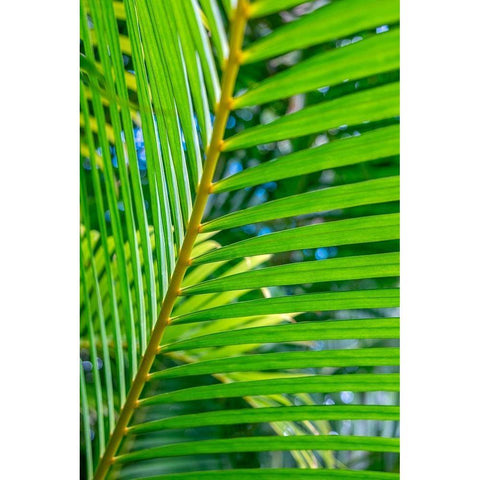 Palm frond Gold Ornate Wood Framed Art Print with Double Matting by Engelbrecht, Lisa S.