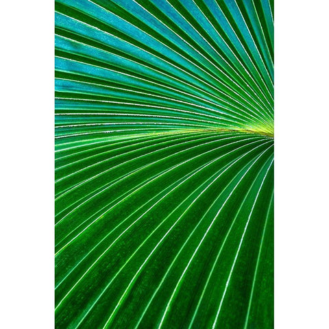 Palm frond Gold Ornate Wood Framed Art Print with Double Matting by Engelbrecht, Lisa S.