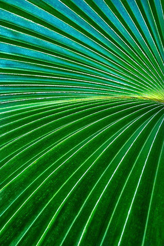 Palm frond Black Ornate Wood Framed Art Print with Double Matting by Engelbrecht, Lisa S.