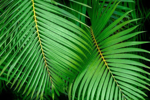 Palm fronds White Modern Wood Framed Art Print with Double Matting by Engelbrecht, Lisa S.