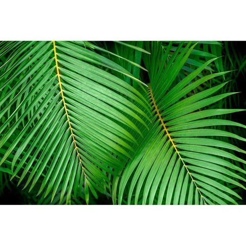 Palm fronds Black Modern Wood Framed Art Print by Engelbrecht, Lisa S.