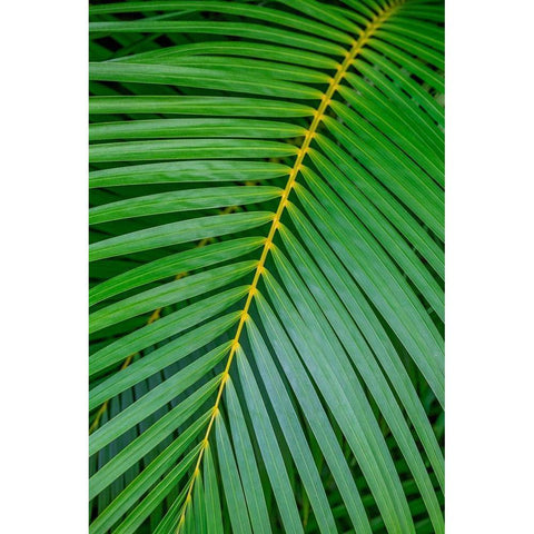 Palm fronds Black Modern Wood Framed Art Print with Double Matting by Engelbrecht, Lisa S.