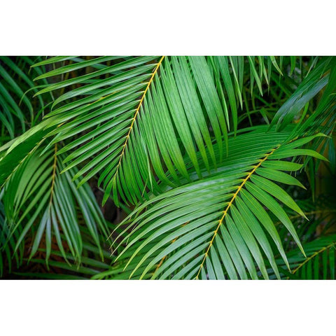 Palm fronds Black Modern Wood Framed Art Print by Engelbrecht, Lisa S.