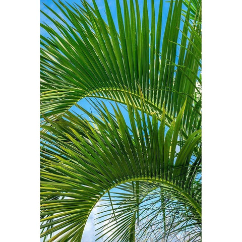 Palm fronds Gold Ornate Wood Framed Art Print with Double Matting by Engelbrecht, Lisa S.