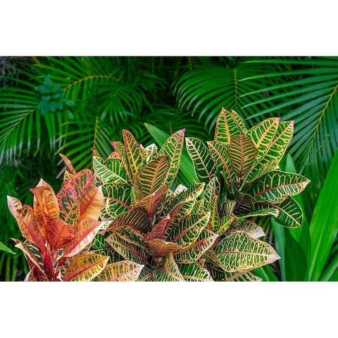 Palm fronds and Croton plants Gold Ornate Wood Framed Art Print with Double Matting by Engelbrecht, Lisa S.