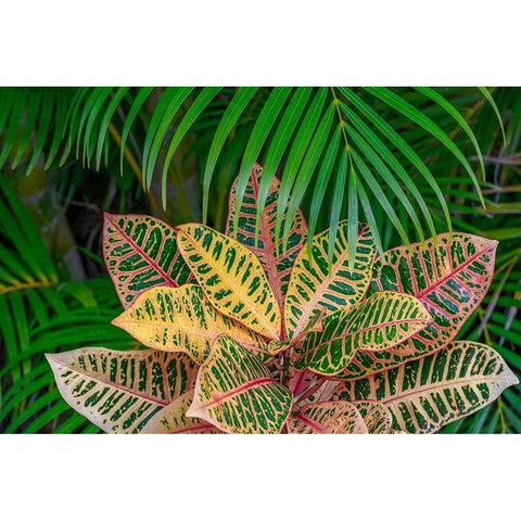 Palm fronds and Croton plants Black Modern Wood Framed Art Print by Engelbrecht, Lisa S.