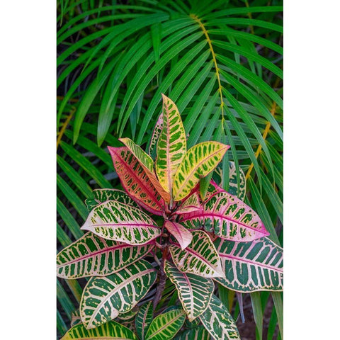 Palm fronds and Croton plants White Modern Wood Framed Art Print by Engelbrecht, Lisa S.