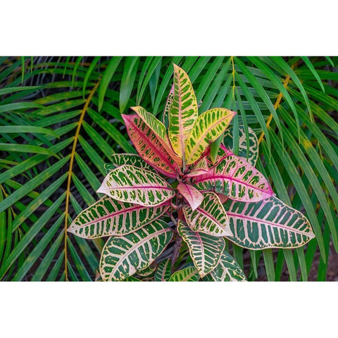 Palm fronds and Croton plants White Modern Wood Framed Art Print by Engelbrecht, Lisa S.