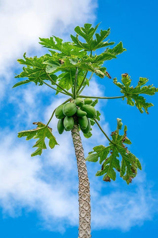 Papaya tree White Modern Wood Framed Art Print with Double Matting by Engelbrecht, Lisa S.