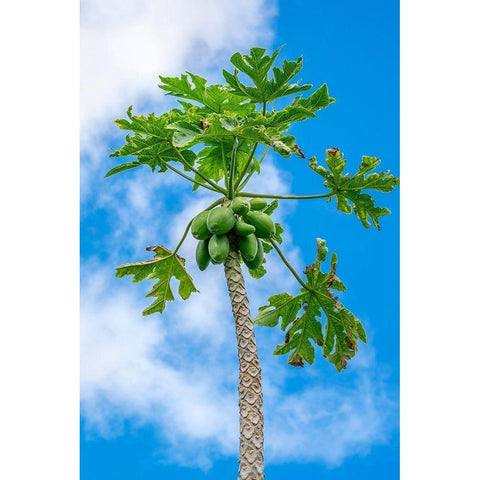 Papaya tree Black Modern Wood Framed Art Print by Engelbrecht, Lisa S.
