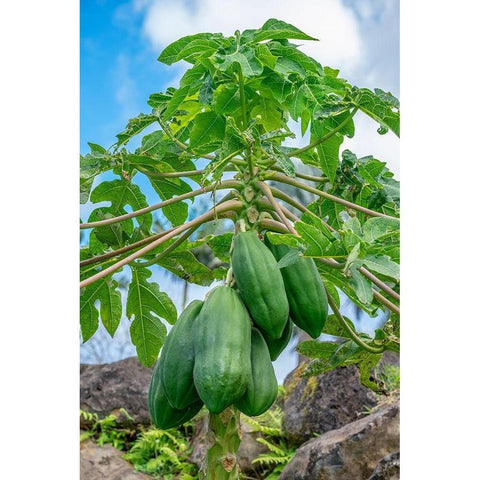 Papaya tree Black Modern Wood Framed Art Print with Double Matting by Engelbrecht, Lisa S.