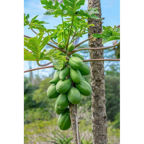 Papaya tree Black Modern Wood Framed Art Print with Double Matting by Engelbrecht, Lisa S.