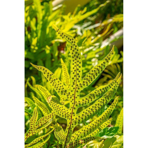 Phymatosorus grossus-Musk Fern Gold Ornate Wood Framed Art Print with Double Matting by Engelbrecht, Lisa S.