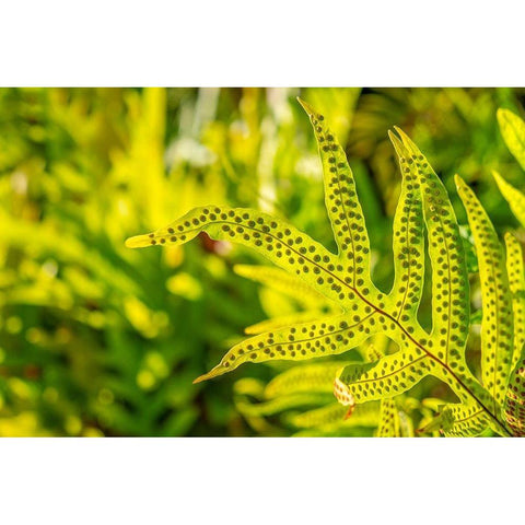 Phymatosorus grossus-Musk Fern Gold Ornate Wood Framed Art Print with Double Matting by Engelbrecht, Lisa S.