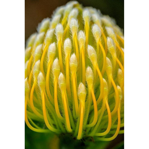 Pincushion flower Black Modern Wood Framed Art Print with Double Matting by Engelbrecht, Lisa S.
