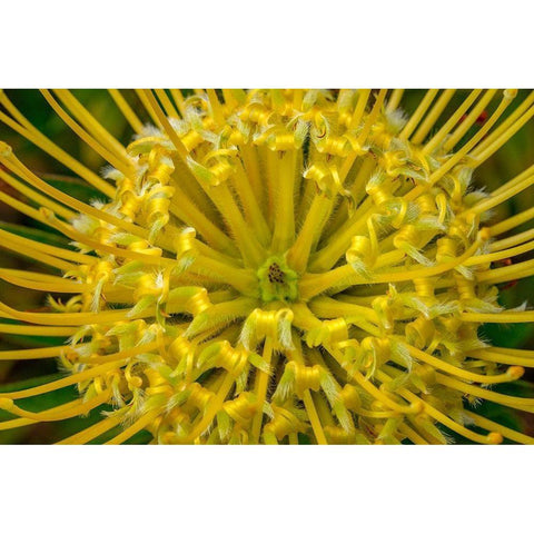 Pincushion flower White Modern Wood Framed Art Print by Engelbrecht, Lisa S.