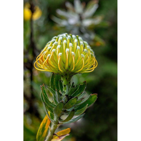 Pincushion flower White Modern Wood Framed Art Print by Engelbrecht, Lisa S.