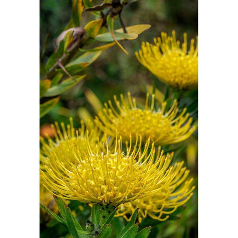 Pincushion flower Black Modern Wood Framed Art Print by Engelbrecht, Lisa S.