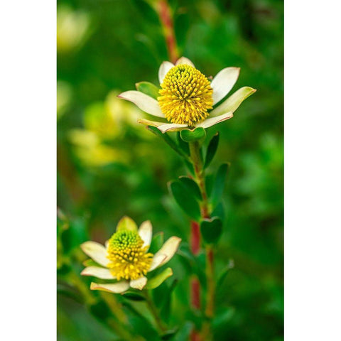 Pincushion flower Gold Ornate Wood Framed Art Print with Double Matting by Engelbrecht, Lisa S.