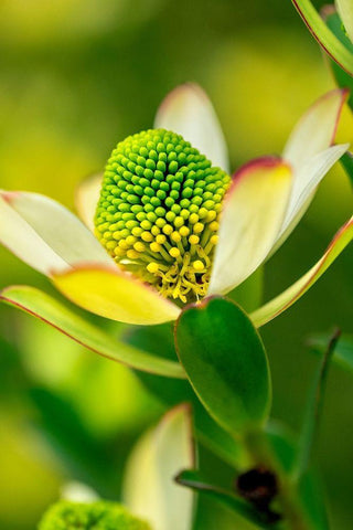 Pincushion flower White Modern Wood Framed Art Print with Double Matting by Engelbrecht, Lisa S.