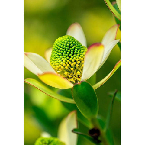Pincushion flower Black Modern Wood Framed Art Print by Engelbrecht, Lisa S.