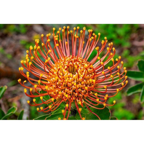 Pincushion Flower Black Modern Wood Framed Art Print by Engelbrecht, Lisa S.