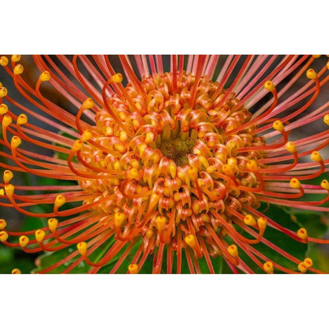 Pincushion Flower Black Modern Wood Framed Art Print by Engelbrecht, Lisa S.