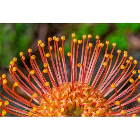 Pincushion Flower Black Modern Wood Framed Art Print with Double Matting by Engelbrecht, Lisa S.