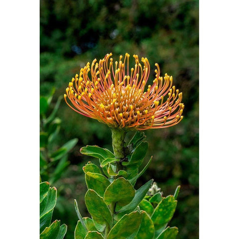 Pincushion Flower Black Modern Wood Framed Art Print by Engelbrecht, Lisa S.