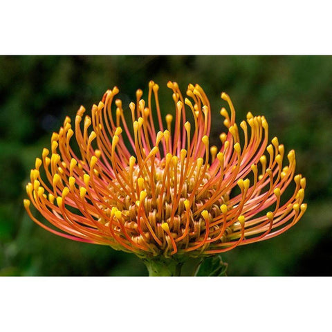 Pincushion Flower Gold Ornate Wood Framed Art Print with Double Matting by Engelbrecht, Lisa S.