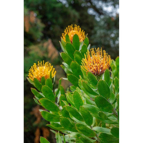 Pincushion flower Black Modern Wood Framed Art Print with Double Matting by Engelbrecht, Lisa S.