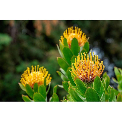 Pincushion flower White Modern Wood Framed Art Print by Engelbrecht, Lisa S.