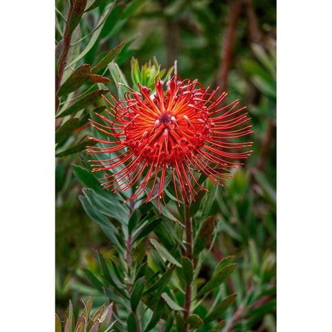 Pincushion flower White Modern Wood Framed Art Print by Engelbrecht, Lisa S.