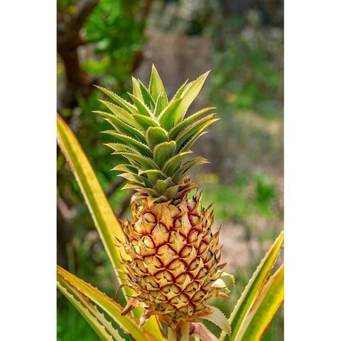 Pineapple plant Black Modern Wood Framed Art Print with Double Matting by Engelbrecht, Lisa S.