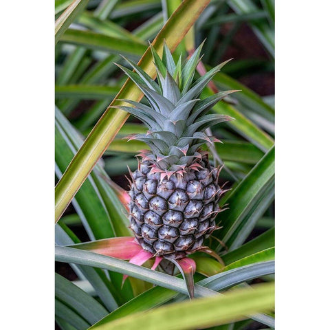 Pineapple plant Black Modern Wood Framed Art Print by Engelbrecht, Lisa S.