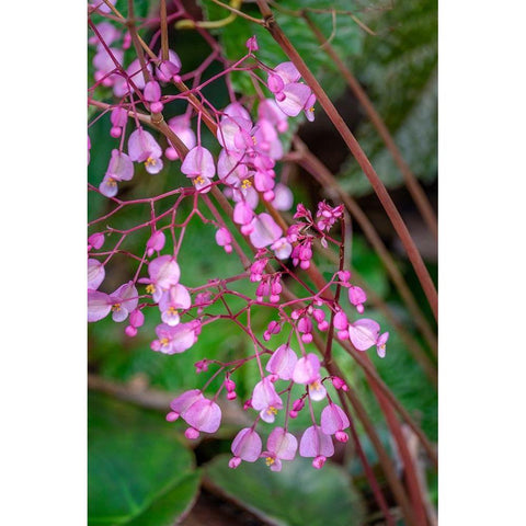 Pink Begonia Gold Ornate Wood Framed Art Print with Double Matting by Engelbrecht, Lisa S.