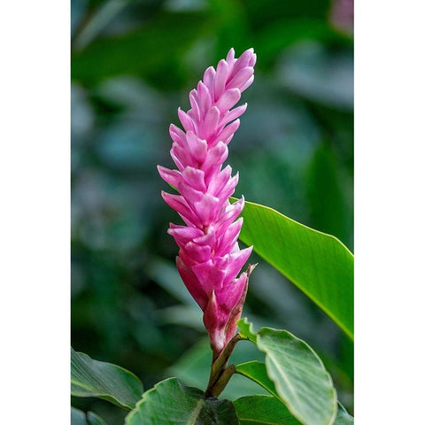 Pink Cone Ginger Black Modern Wood Framed Art Print with Double Matting by Engelbrecht, Lisa S.