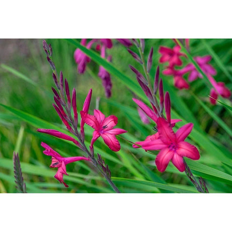Pink Gladiolus Black Modern Wood Framed Art Print by Engelbrecht, Lisa S.