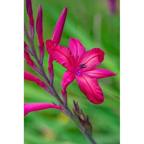 Pink Gladiolus White Modern Wood Framed Art Print by Engelbrecht, Lisa S.