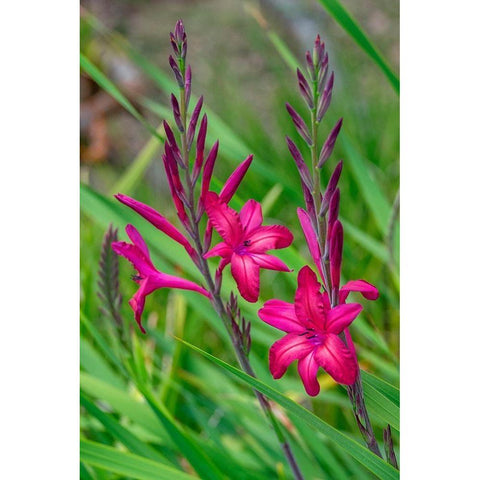Pink Gladiolus Gold Ornate Wood Framed Art Print with Double Matting by Engelbrecht, Lisa S.