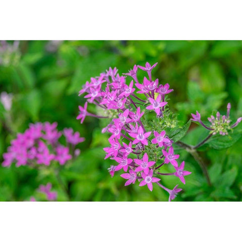 Pink Pentas White Modern Wood Framed Art Print by Engelbrecht, Lisa S.