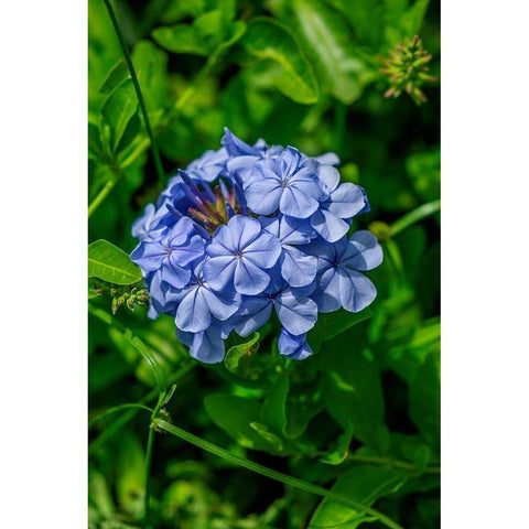 Plumbago plant Black Modern Wood Framed Art Print by Engelbrecht, Lisa S.